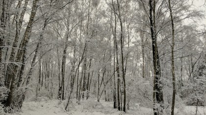 01/2026, François Gerin